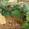 防城港市红颜草莓苗种植技术优质高产成活率高