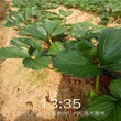 湘潭市草莓苗怎么種植才活批發基地圖片