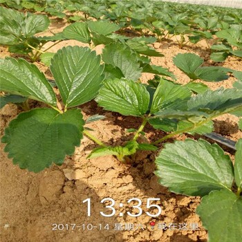 舟山市红颜草莓苗批发价格种植技术指导