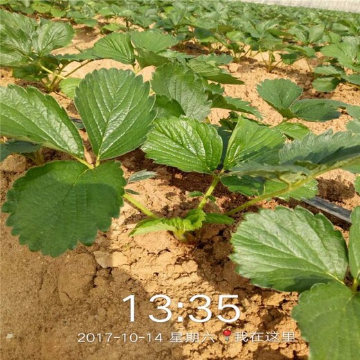 牡丹江市草莓苗批发价格1棵多少价格