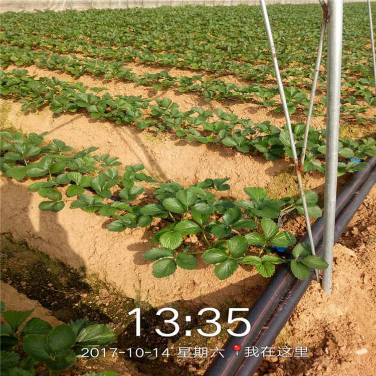 泰安市草莓苗批发高产成活率高