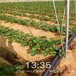 宁德市草莓苗价格种植示范基地