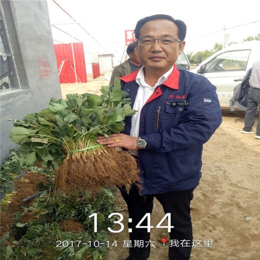 衡阳市草莓苗种植温度100棵起售