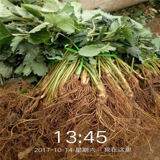 台州市草莓苗批发价格低欢迎前来咨询
