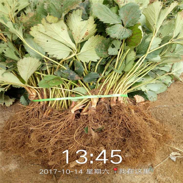 淮南市草莓苗种植温度高产成活率高