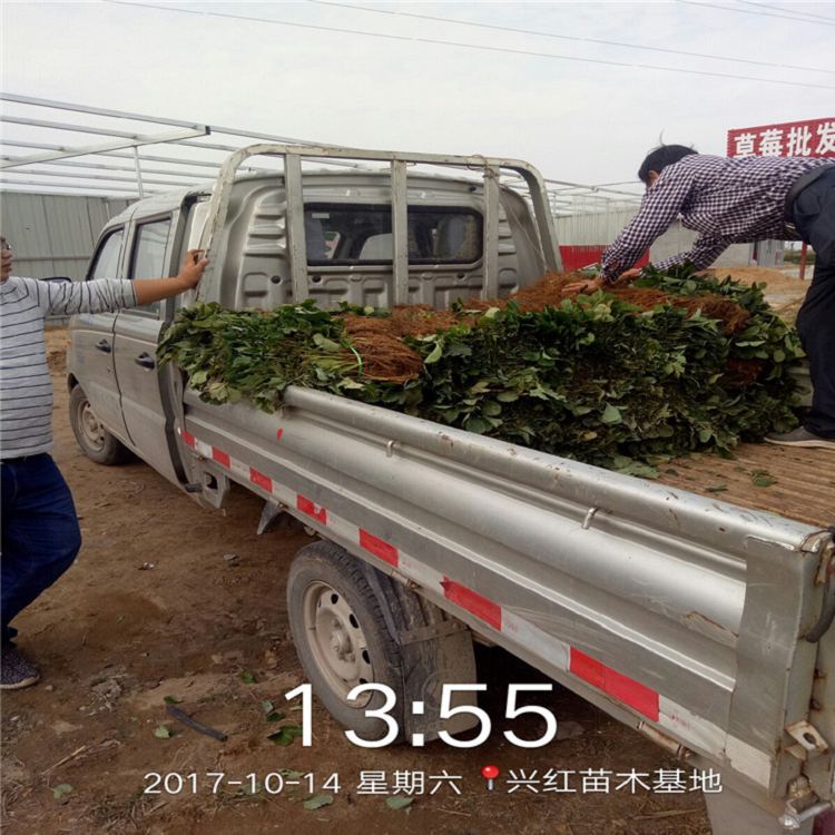 苏州市盆栽草莓苗怎么种品种假一赔十