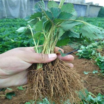 湖北省广西草莓苗批发种植技术指导