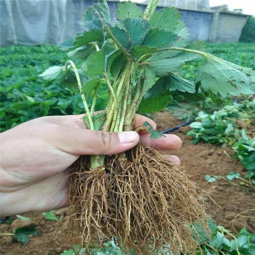 鸡西市草莓苗品种什么时候种植好