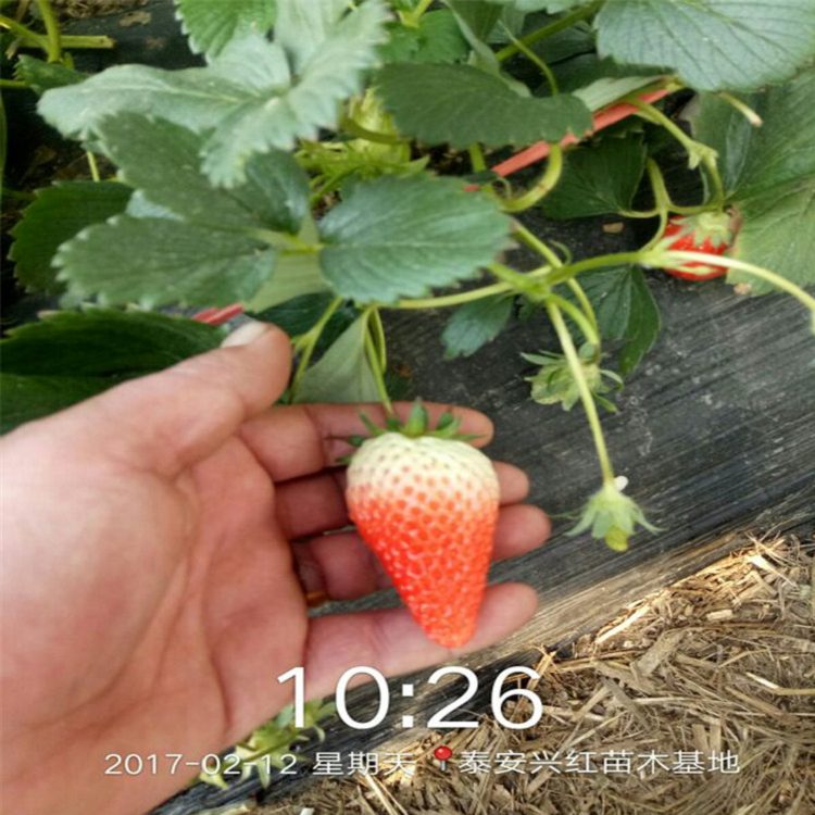 白山市草莓苗种植视频哪里有售