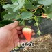 凉山赛娃草莓苗批发一亩地需要种多少