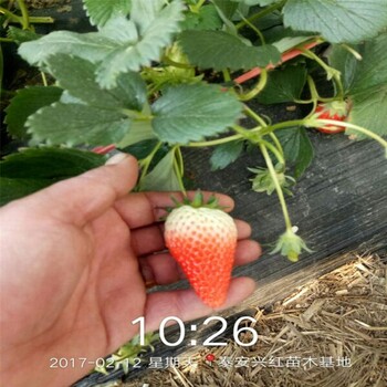 梅州市草莓苗种植方法视频免费提供技术