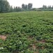 河源市红颜草莓苗冷藏技术一亩地需要种多少