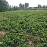 衢州市草莓苗的常见病害彩图种植方法图片1