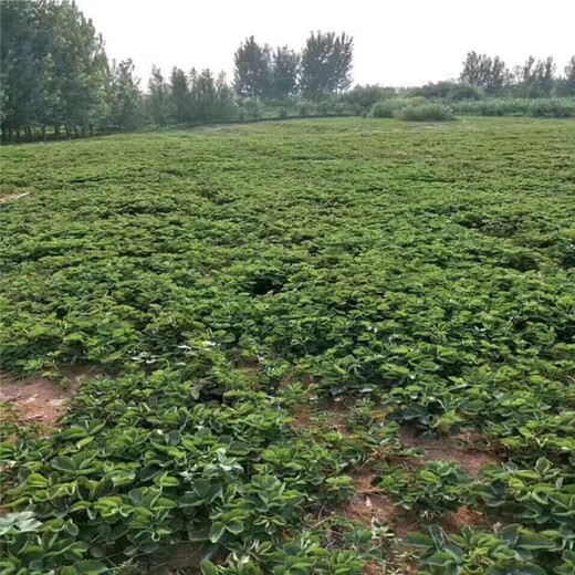 眉山市草莓苗种植技术种植方法