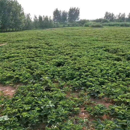 曲靖市红颜草莓苗怎么种100棵起售