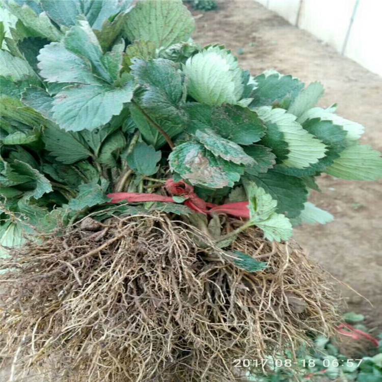 牡丹江市草莓苗格1棵多少价格