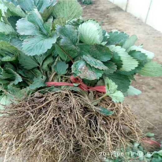 临汾市草莓苗种植技术育苗注意事项