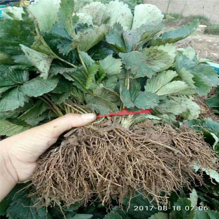 渭南市红颜草莓苗种植技术高产成活率高