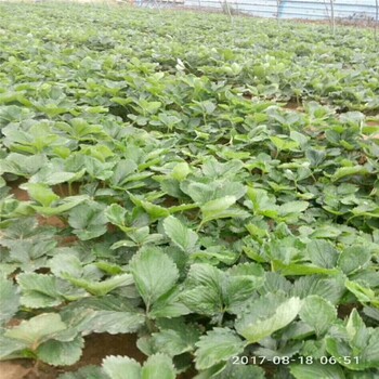 渭南市买回来的草莓苗怎么种种植示范基地