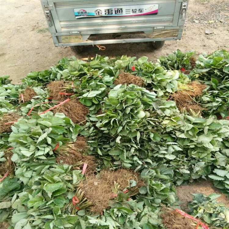 达州市红颜草莓苗品种什么时候种植好