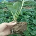 黔西南草莓苗的种植方法种植方法