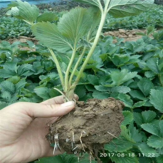 黔西南草莓苗的种植方法种植方法