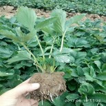 泸州市草莓苗种植方法价格透明图片4