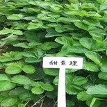 海南草莓苗叶子发黑种植示范基地图片0