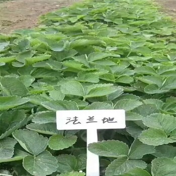 重庆章姬草莓苗批发种植示范基地