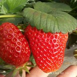 无锡市草莓苗批发种植示范基地图片2