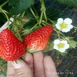 绵阳市草莓苗价格种植示范基地图片