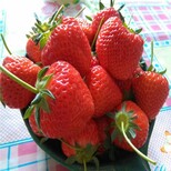 北海市草莓苗什么时候种植超厂家图片0
