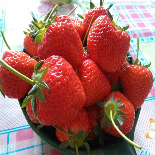 广州市红颜草莓苗多少钱一棵欢迎前来咨询