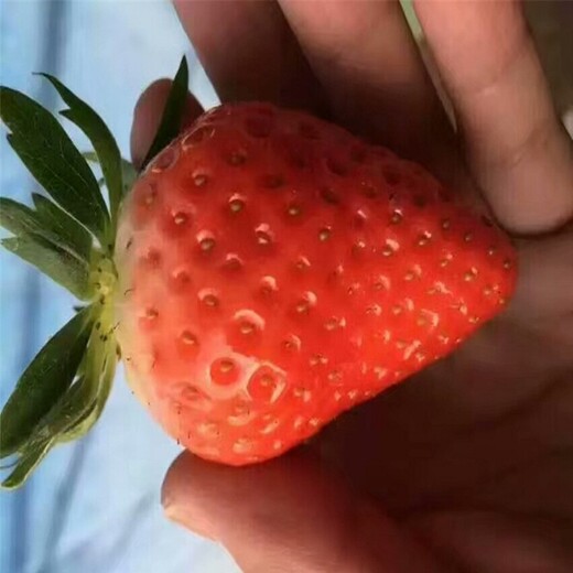安顺市红颜草莓苗哪家好免费提供技术