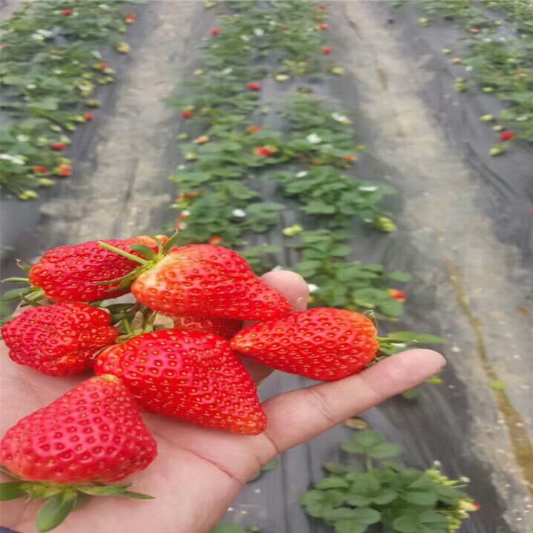 烟台市赛娃草莓苗批发高产成活率高