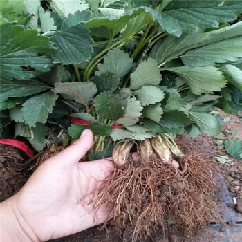 牡丹江市红颜草莓苗培育品种多成活率好