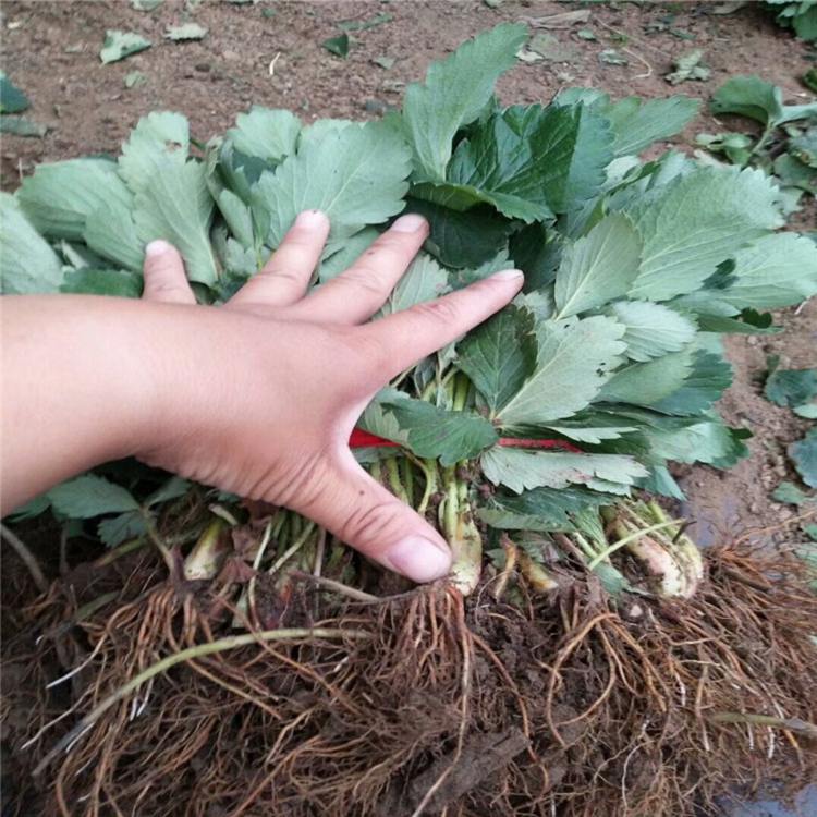 邯郸市草莓苗价格100棵起售