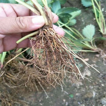 鸡西市红颜草莓苗冷藏技术种植示范基地