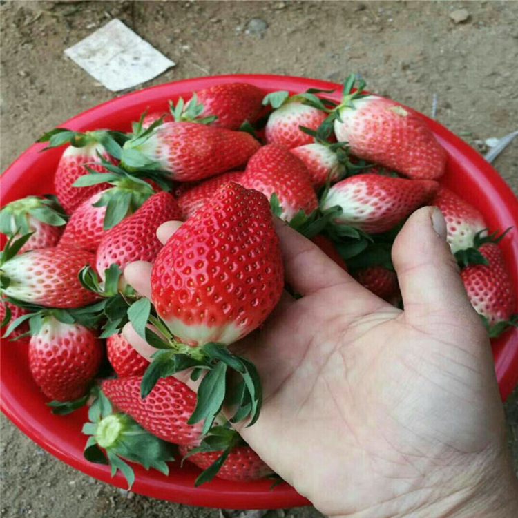 太原市红颜草莓苗格价格