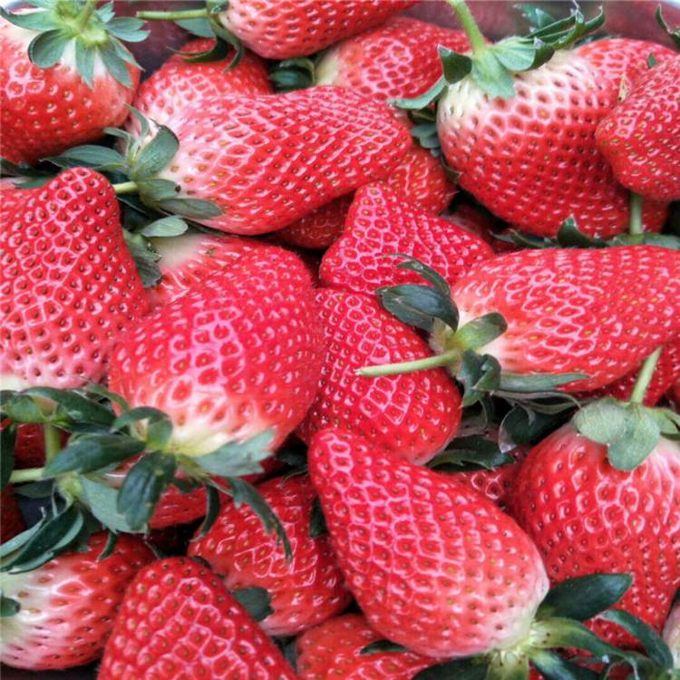 西双版纳白草莓苗批发100棵起售