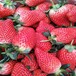 驻马店市草莓苗品种介绍超低价厂家直销