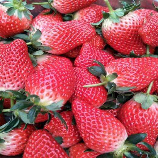 桂林市法兰地草莓苗批发价格100棵起售