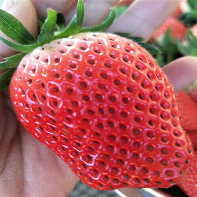 荆门市丹东草莓苗批发1棵多少价格