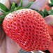 阜新市红颜草莓苗超低价厂家直销