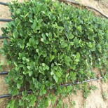廊坊市盆栽草莓苗的种植方法高产成活率高图片5