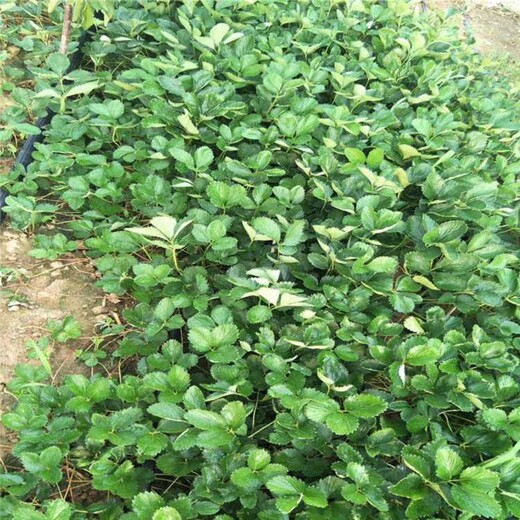 秦皇岛市草莓苗怎么种植才活种植技术指导