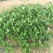 佳木斯市草莓苗种植方法育苗注意事项