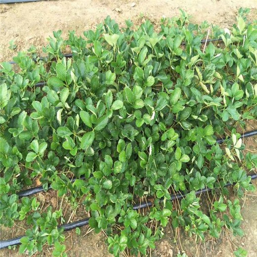 鄂州市草莓苗种植方法几年结果