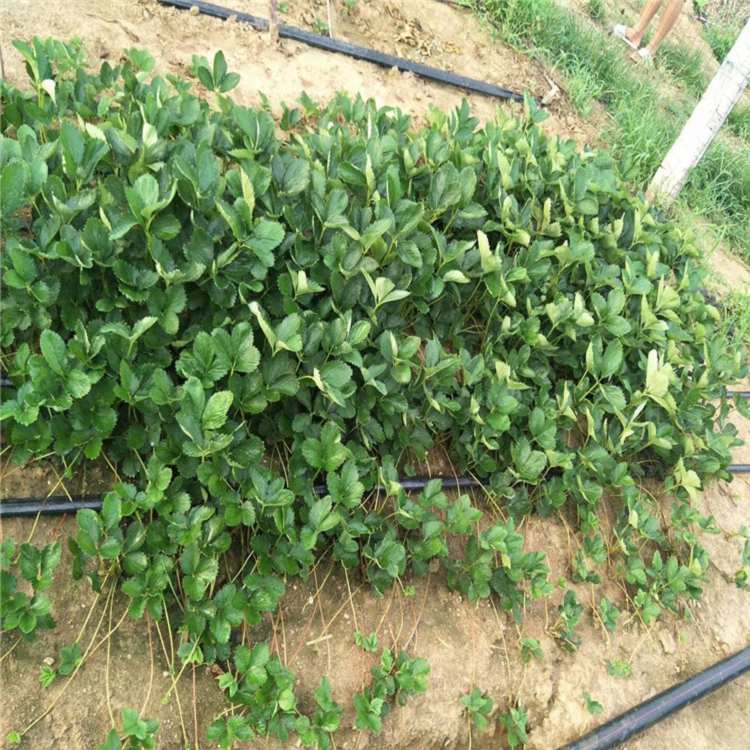 淮南市草莓苗种植温度高产成活率高