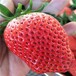 兴安红颜草莓苗价格欢迎前来咨询
